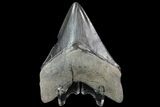 Serrated, Fossil Megalodon Tooth - Georgia #76507-1